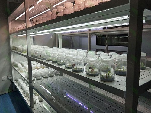 薛城植物组织培养实验室设计建设方案